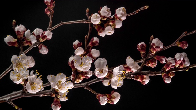 詳情圖-白花開在樹枝上