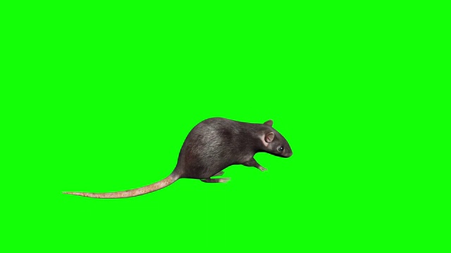 动画灰色的老鼠。毛圈。包括α镜头。