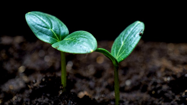 生长绿黄瓜植株的时间流逝。延时播种，特写自然农业苗。蔬菜从地里发芽。宏