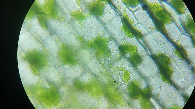 绿色叶绿素，植物真核细胞的叶绿体结构，显微镜放大。近距离观察叶子的光合作用。转基因，DNA，细胞学科学，研究和基因工程概念。