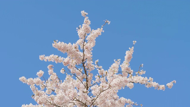 樱花树顶部与清澈的蓝色天空