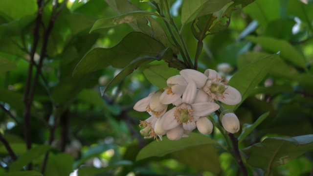 柚子花在春天盛开