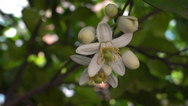 柚子花在春天盛开