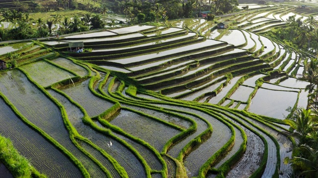 鸟瞰图充满水的水稻梯田在早晨。美丽的热带稻田景观在种植季节充满水植物。飞越Jatiluwih稻田