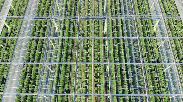 工业温室中成排的植物。农业、农业产业、农业概念。