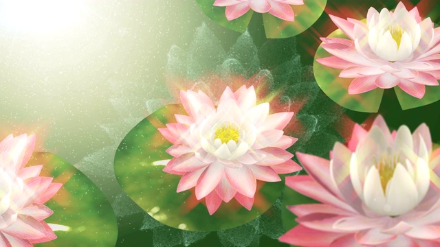 莲花