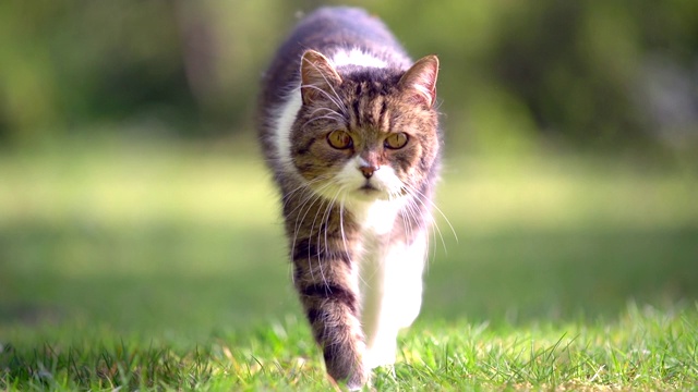 英国短毛猫