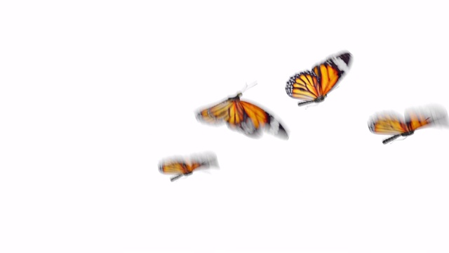 美丽的橙色蝴蝶帝王(Danaus Plexippus)飞在白色和绿色背景的特写。无缝3d动画与绿色屏幕阿尔法通道。