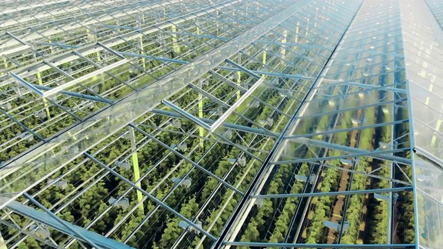 一个透明的绿化综合体内的植物俯视图