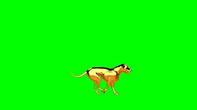 金毛猎犬奔跑，无缝循环，绿屏