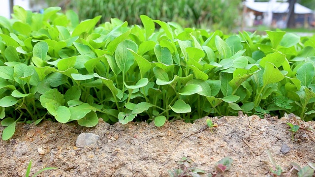 农场的新鲜生菜广东菜。中国芥菜绿色在蔬菜园艺。