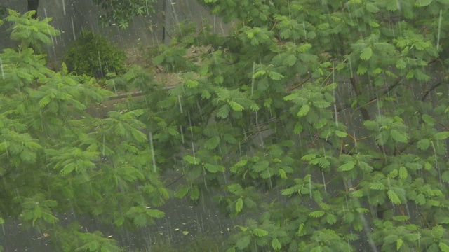 大滴大滴的雨点落在树上