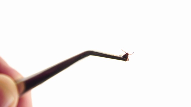 白色背景下用镊子夹住六爪的硬蜱
