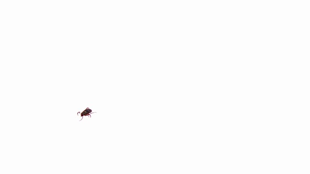 边缘硬皮螨从右侧向左侧移动爪子
