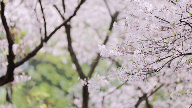 詳情圖-櫻花落花的慢鏡頭