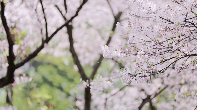 詳情圖-櫻花落花的慢鏡頭