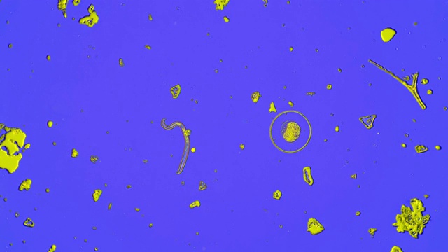 在相衬蓝色背景下显微镜下最简单生物体的缩影