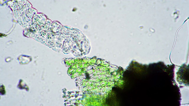 绿色的大缓步动物滑稽地摆动着腿，在显微镜下试图在水里游泳