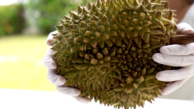 詳情圖-用手撿起榴蓮，準備吃的特寫。這種水果被稱為水果王