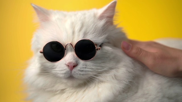 高地直毛绒绒的猫的肖像与长头发和圆形太阳眼镜。时尚，风格，酷的动物概念。白色的小猫正在抚摸黄色的背景。