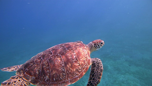 绿海龟在红海游泳/马萨阿拉姆