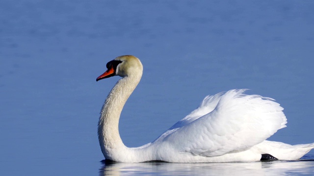 鸟-疣哑天鹅(天鹅色)美丽地漂浮在湖面上，在一个阳光明媚的春天早晨。
