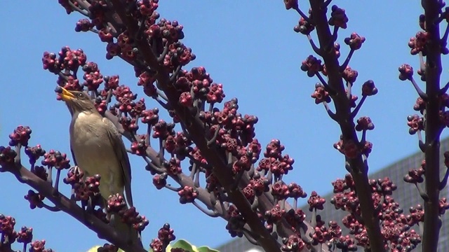 白颊画眉(白颊画眉)排队等候:鸟类以澳大利亚伞树(Schefflera actinophylla)为食。