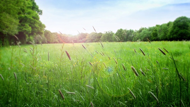 详情图-夏日的草地上，长长的草在风中轻轻飘动。