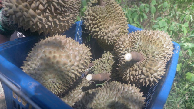 一个人把新鲜的榴莲装进一个小摩托后面的篮子里的特写
