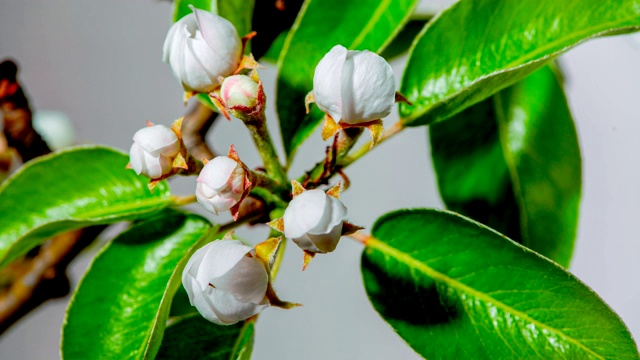延时:梨开花