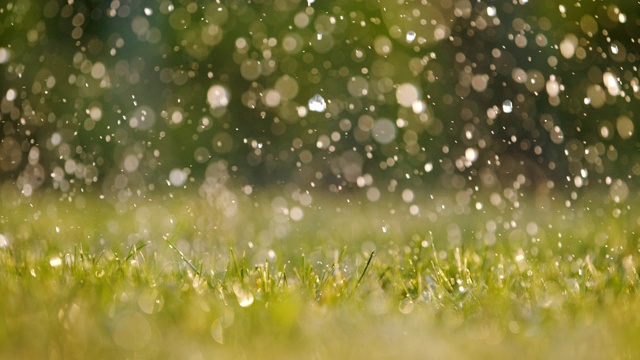 雨落在新鲜的绿草地上