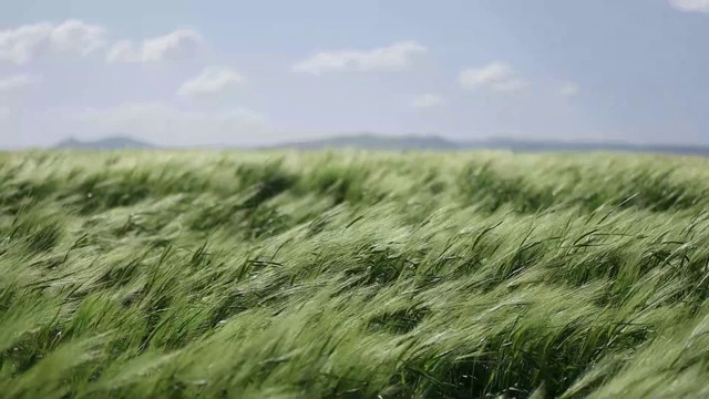 草地的小麦。