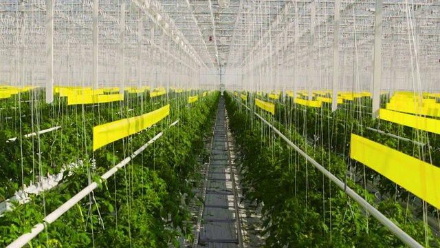 番茄植物在一個大溫室里，在一種特殊的設備上生長。