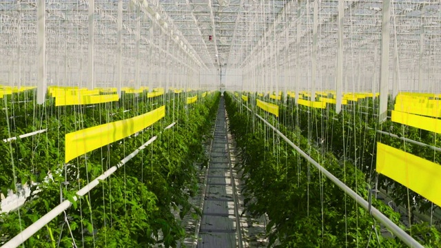 詳情圖-番茄植物在一個(gè)大溫室里，在一種特殊的設(shè)備上生長(zhǎng)。