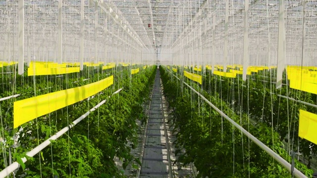 詳情圖-番茄植物在一個(gè)大溫室里，在一種特殊的設(shè)備上生長(zhǎng)。