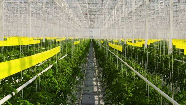 詳情圖-番茄植物在一個(gè)大溫室里，在一種特殊的設(shè)備上生長(zhǎng)。
