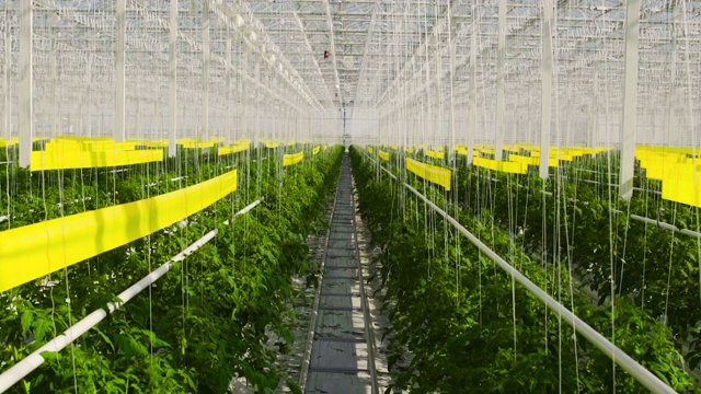 詳情圖-番茄植物在一個(gè)大溫室里，在一種特殊的設(shè)備上生長(zhǎng)。