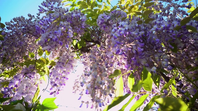紫藤花盛開在春天的花園里。藤蔓懸掛在籬笆上。紫色的夕陽開花