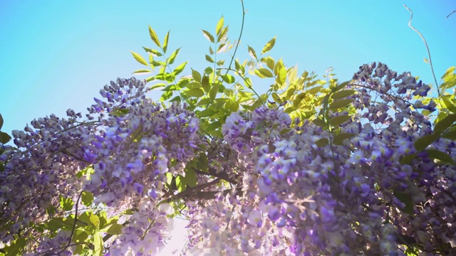 詳情圖-紫藤花盛開在春天的花園里。藤蔓懸掛在籬笆上。紫色的夕陽開花