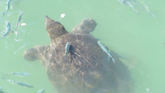 在河里捕猎的大软壳龟