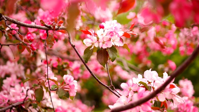 详情图-开花的树，粉红色的花樱花。鲜花樱桃开花