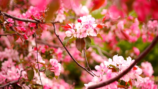 详情图-开花的树，粉红色的花樱花。鲜花樱桃开花
