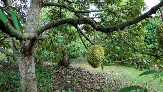 榴蓮樹，榴蓮果