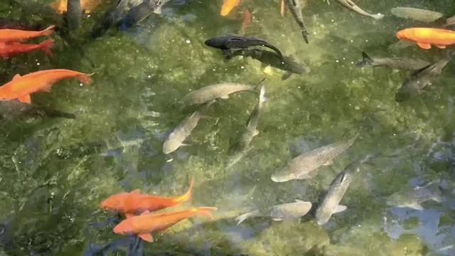 锦鲤