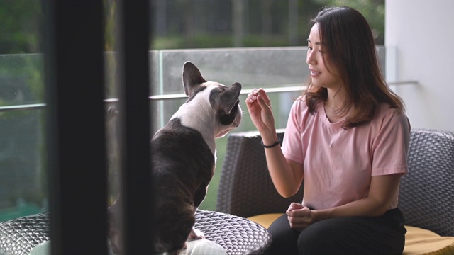 一位美丽的亚洲华人宠物主人在阳台上给她的法国牛头犬喂食