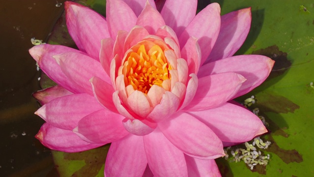 时间流逝，粉红色的睡莲花开放了