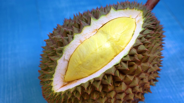 新鲜的榴莲果实在蓝色的木材背景下，榴莲果实金黄色，果肉柔软可口。