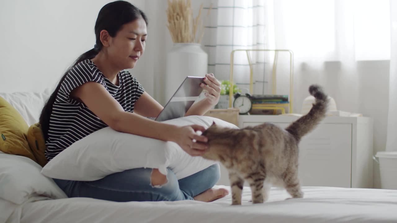 詳情圖-一名亞洲婦女撫摸著一只虎斑貓，同時(shí)用筆記本電腦進(jìn)行在線(xiàn)視頻通話(huà)。