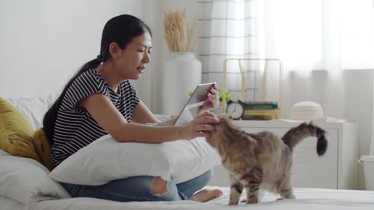 詳情圖-一名亞洲婦女撫摸著一只虎斑貓，同時(shí)用筆記本電腦進(jìn)行在線(xiàn)視頻通話(huà)。