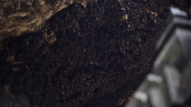 果阿拉瓦寺庙天花板上的一大群蝙蝠